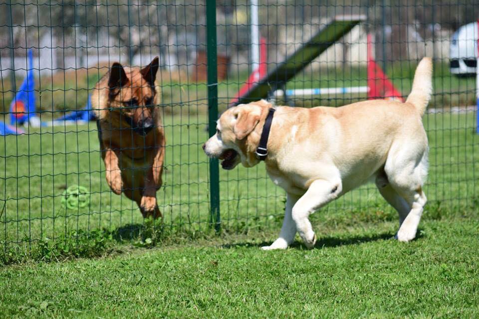 Comunicare con il cane: “Basta saper leggere le sue parole”