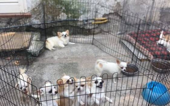 In casa aveva 54 cani, blitz di Municipale e Enpa: scoperto allevamento abusivo