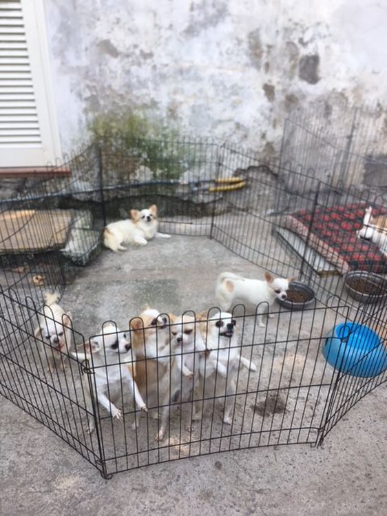 In casa aveva 54 cani, blitz di Municipale e Enpa: scoperto allevamento abusivo