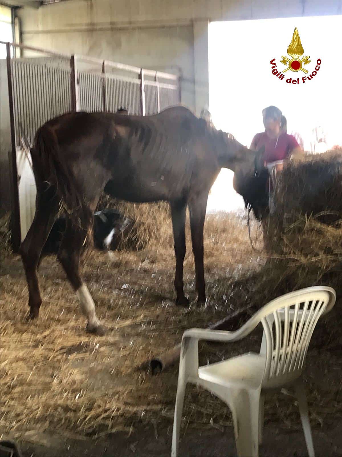 Salvata dai pompieri: la cavalla ammalata e debilitata si era accasciata nel box