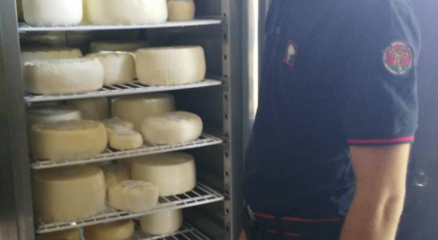 Sicurezza alimentare, sequestrate 49 forme di formaggio