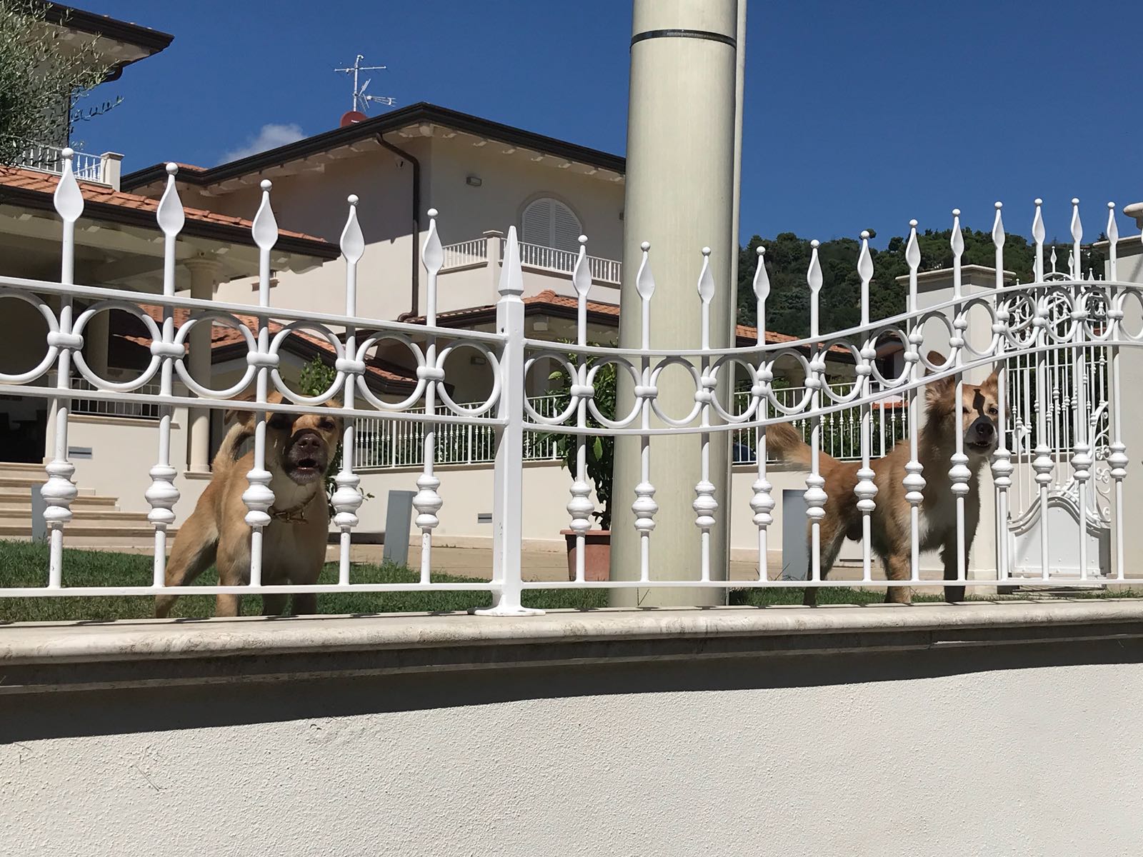 Gli entrano due cani nel giardino e lo fanno cadere dalla sedia a rotelle: “Di chi sono i due 4 zampe?”