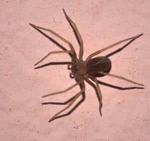 Loxosceles rufescens 2015 07 06 a