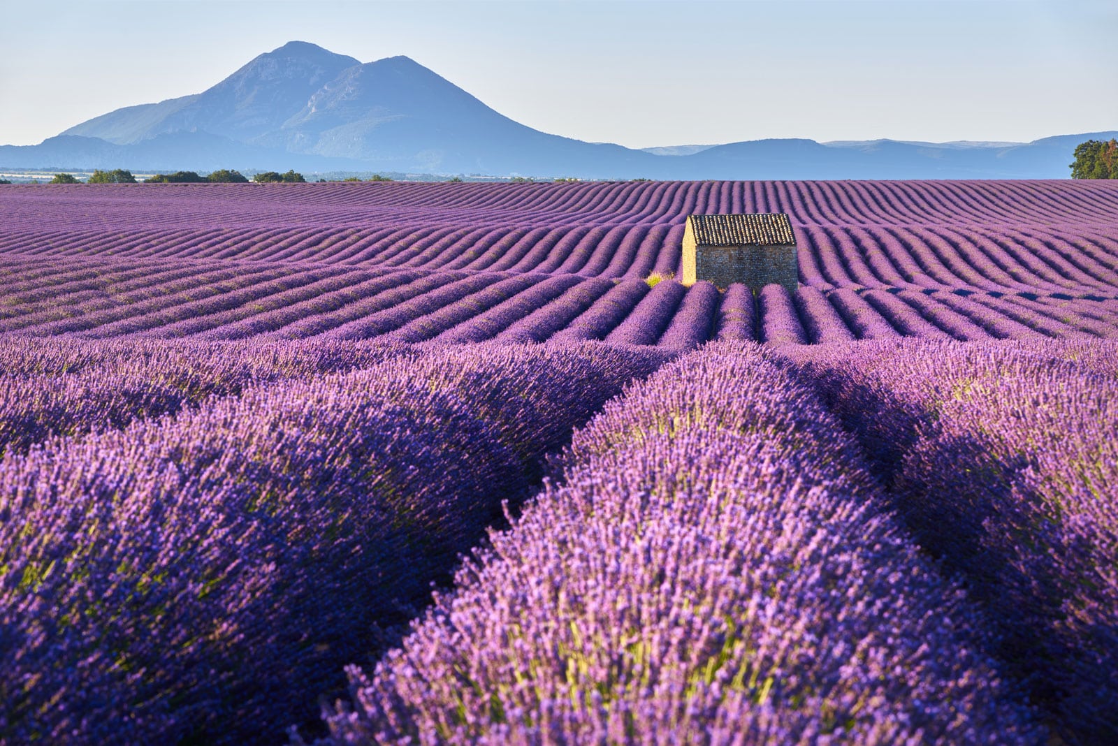 Dovevado - campi di Lavanda