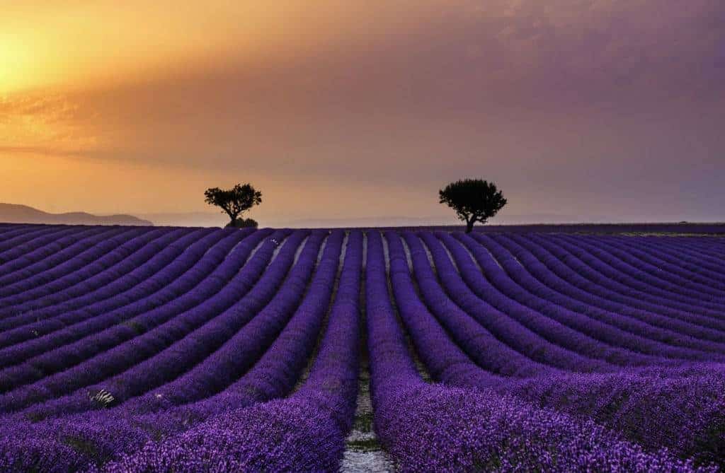 DoveVado - valensole lavanda
