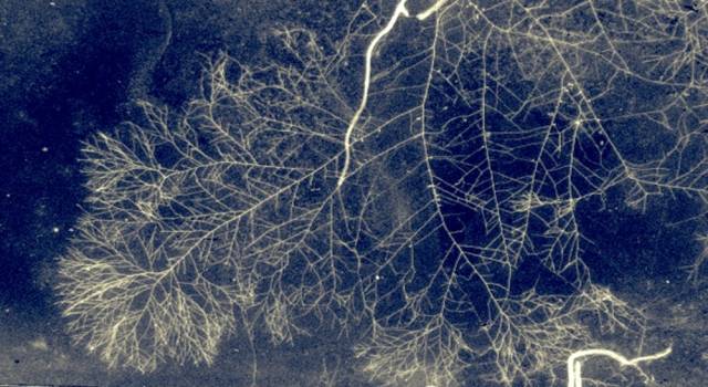Scoperta: la “wood wide web” vive in simbiosi con le piante e le nutre, ma ha vita propria e indipendente