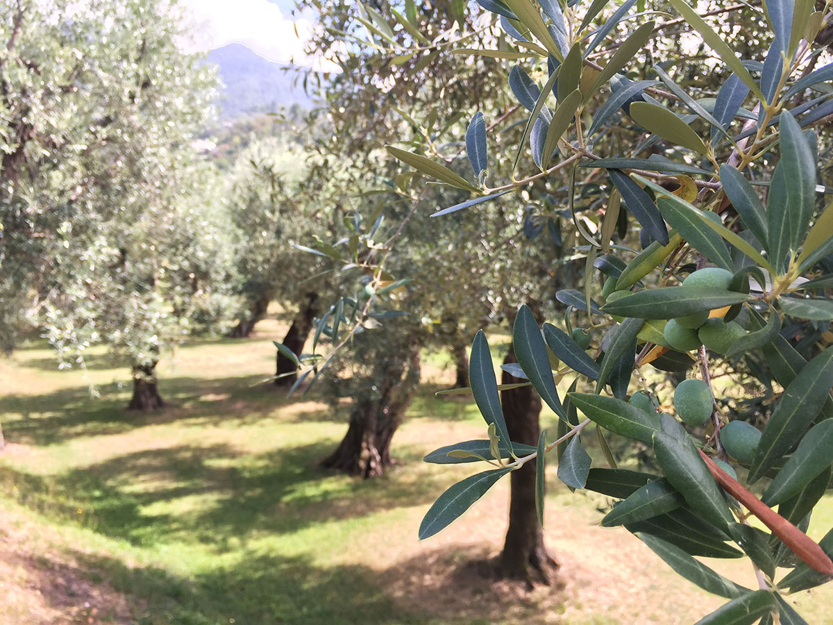 Olivo Quercetano: un’eccellenza versiliese al Salone del Gusto di Torino