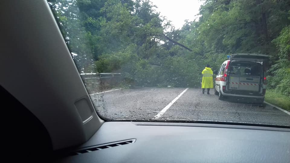 Albero cade sul Quiesa, tragedia sfiorata