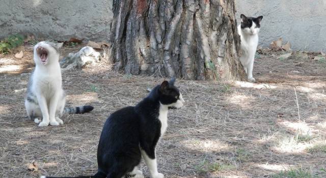 Tre gatti condannati a morire di fame: &#8220;La Pubblica Istruzione di Viareggio ha vietato di dargli il cibo&#8221;