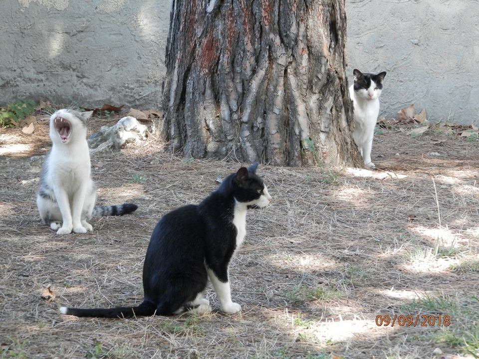 “Possiamo adottare noi i tre gatti della scuola”, il parco giochi La Tinaia si offre per ospitarli