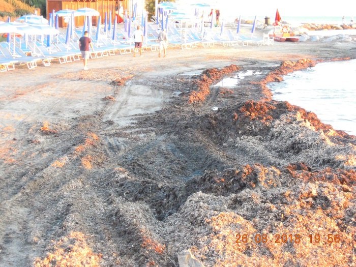 Abbandona in spiaggia cumuli di posidonia, denunciato e sanzionato