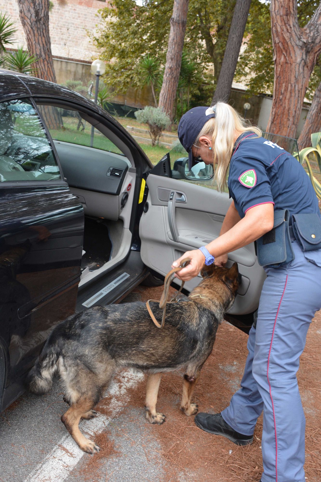 CANE DROGA 1