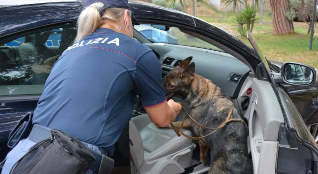 Maxi operazione della Polizia, in azione anche il cane antidroga Kora