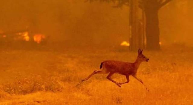 Inferno di fuoco sul Serra, animali arsi vivi e in fuga. L&#8217;Esercito presidia le case evacuate