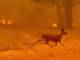 Inferno di fuoco sul Serra, animali arsi vivi e in fuga. L’Esercito presidia le case evacuate