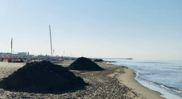 Altre tonnellate di lavarone spiaggiate sul litorale di Marina di Pietrasanta