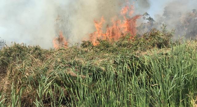 Ancora fiamme alte in padule: la torba continua a bruciare