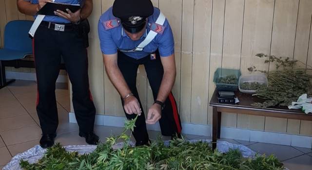 Sorpreso in casa con le piante di marijuana finisce in manette