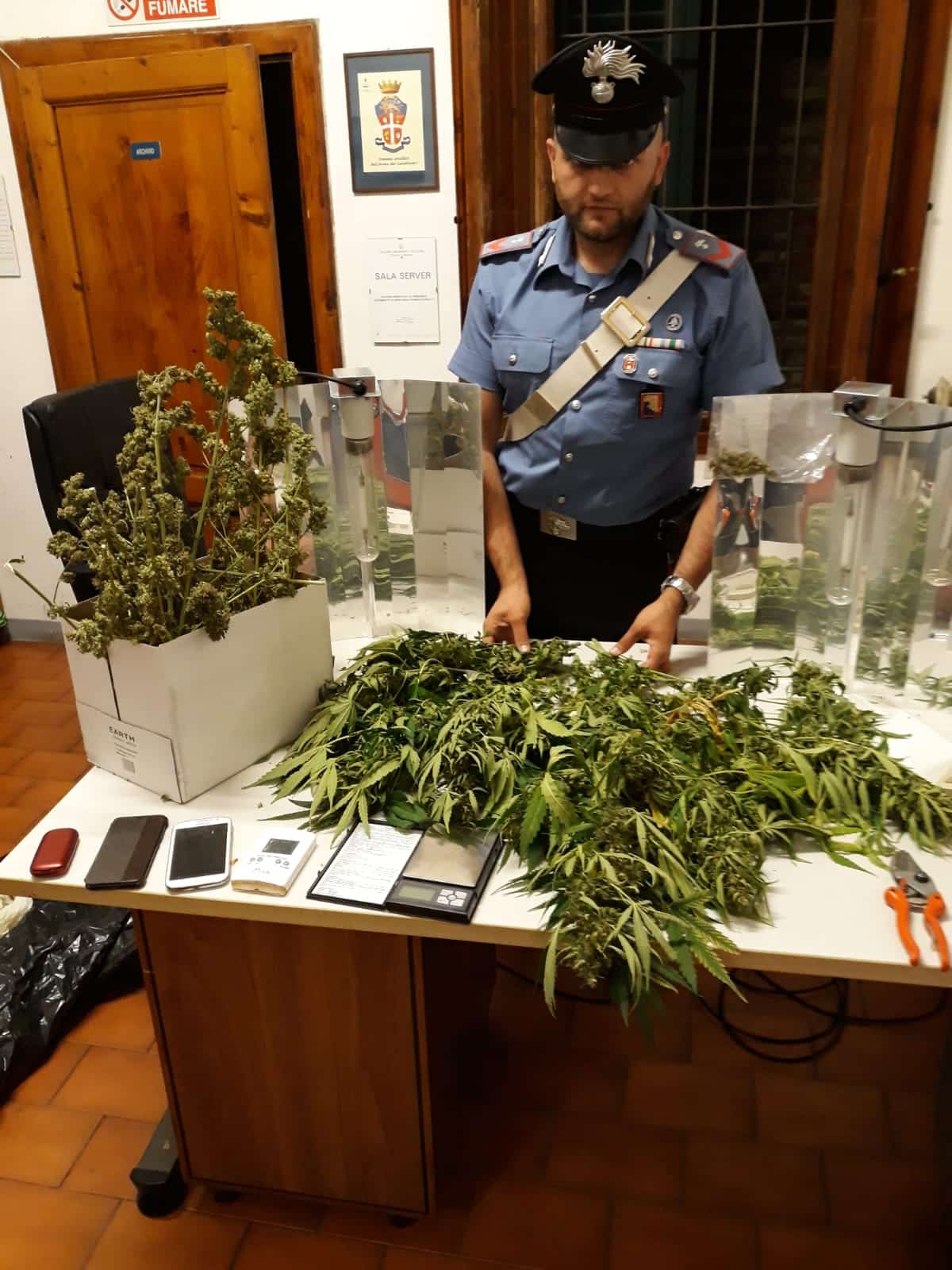 Coltivazione illegale di canapa indiana, due arresti