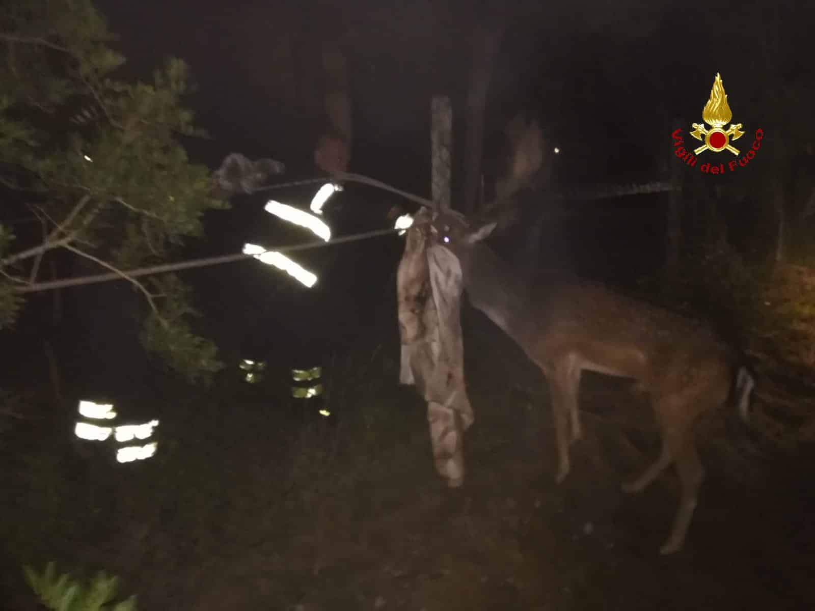 Daino imprigionato nella rete di recinzione di un campeggio, liberato dai pompieri