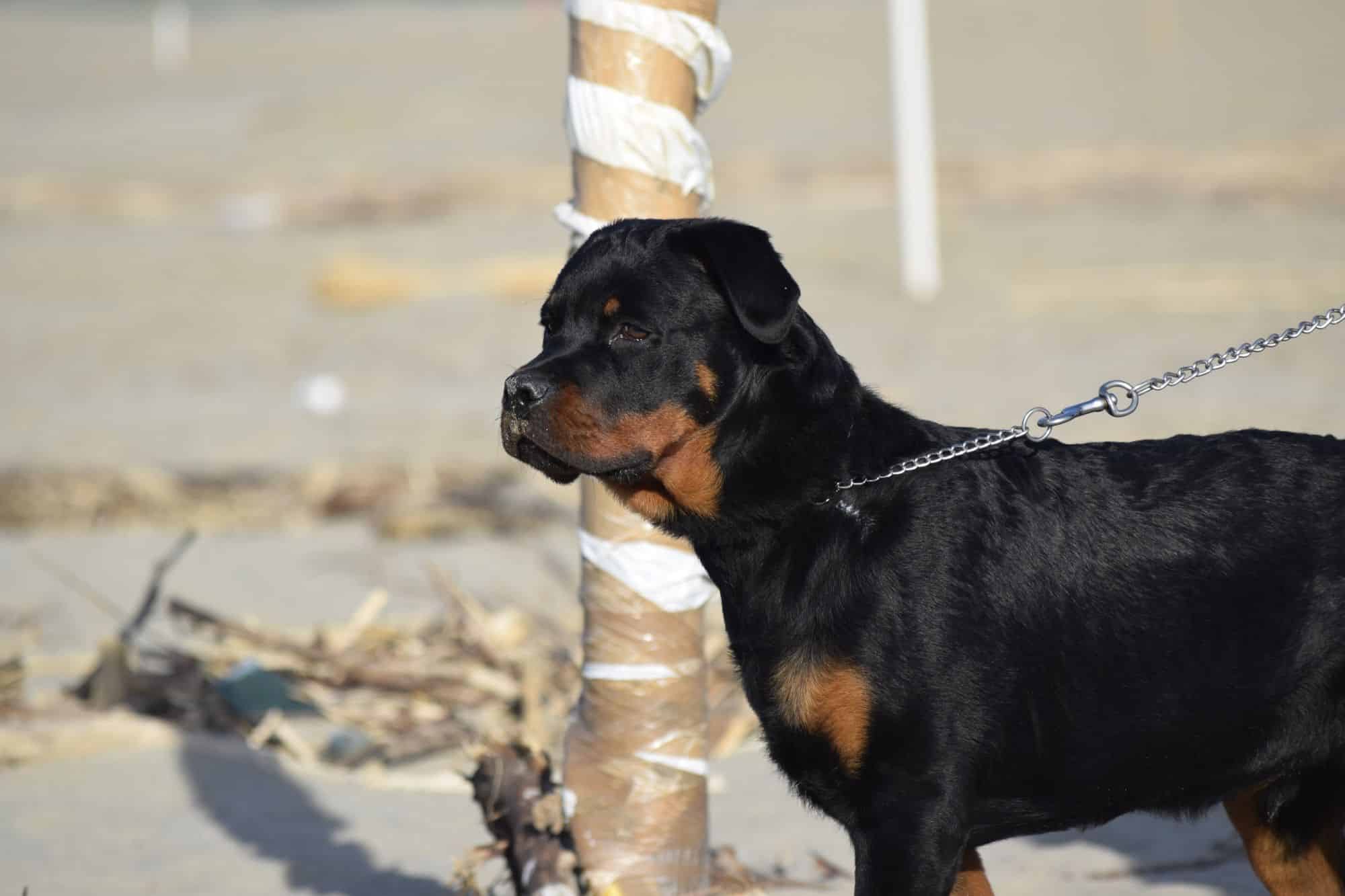 Aggressioni dei cani all’uomo, 70mila casi all’anno: il Codacons chiede il patentino obbligatorio