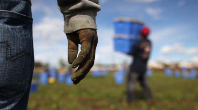 Caporalato, i lavoratori reclutati venivano impiegati in Toscana, Veneto e Svizzera