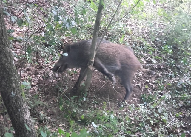 Lacci di acciaio per cinghiali, allarme bracconaggio a Massarosa