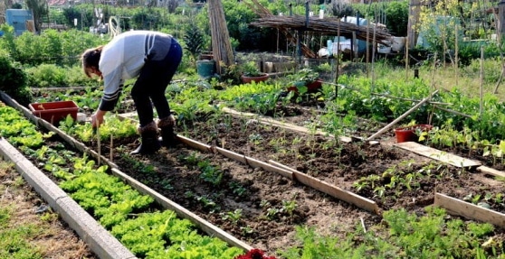 Successo di richieste per gli orti urbani