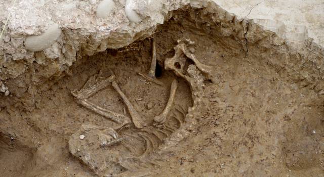 Cane sacrificato, dagli scavi archeologici emergono i resti: era sepolto da 2mila anni