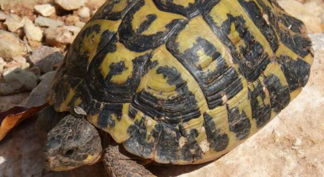 Cercasi Asdrubale, disperatamente: la tartaruga maschio è sparita a Viareggio