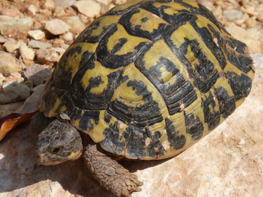 Giocano a calcio con una tartaruga, orrore in un giardino