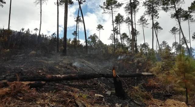 Incendio sul Monte Serra, lato lucchese, il day after: sono circa 24 gli ettari andati in fumo