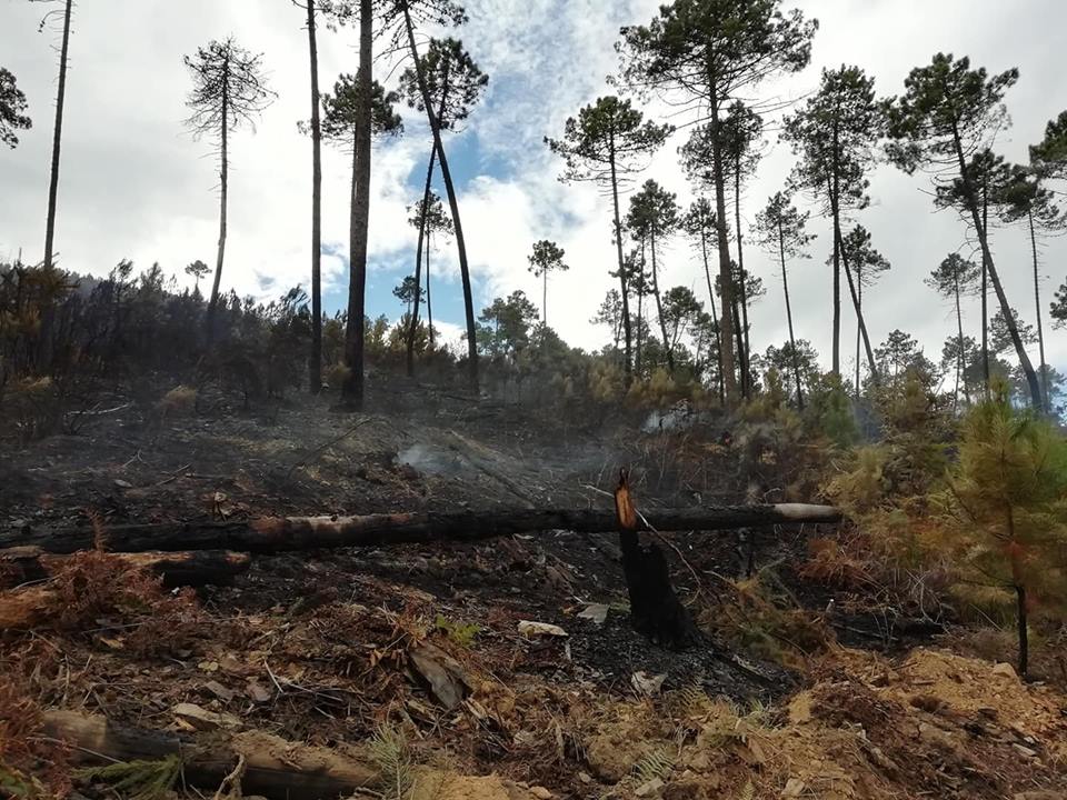 Incendio sul Monte Serra, lato lucchese, il day after: sono circa 24 gli ettari andati in fumo