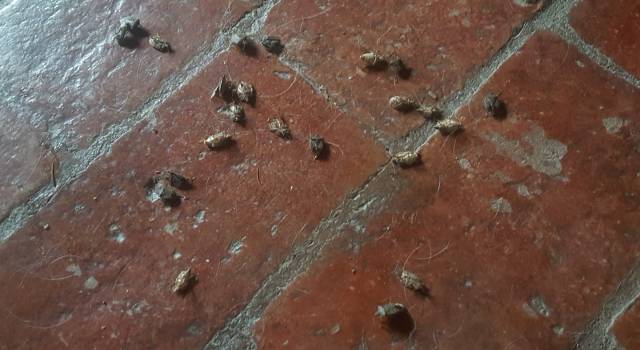 Invasione di formiche con le ali e cimici: a Massarosa è allarme