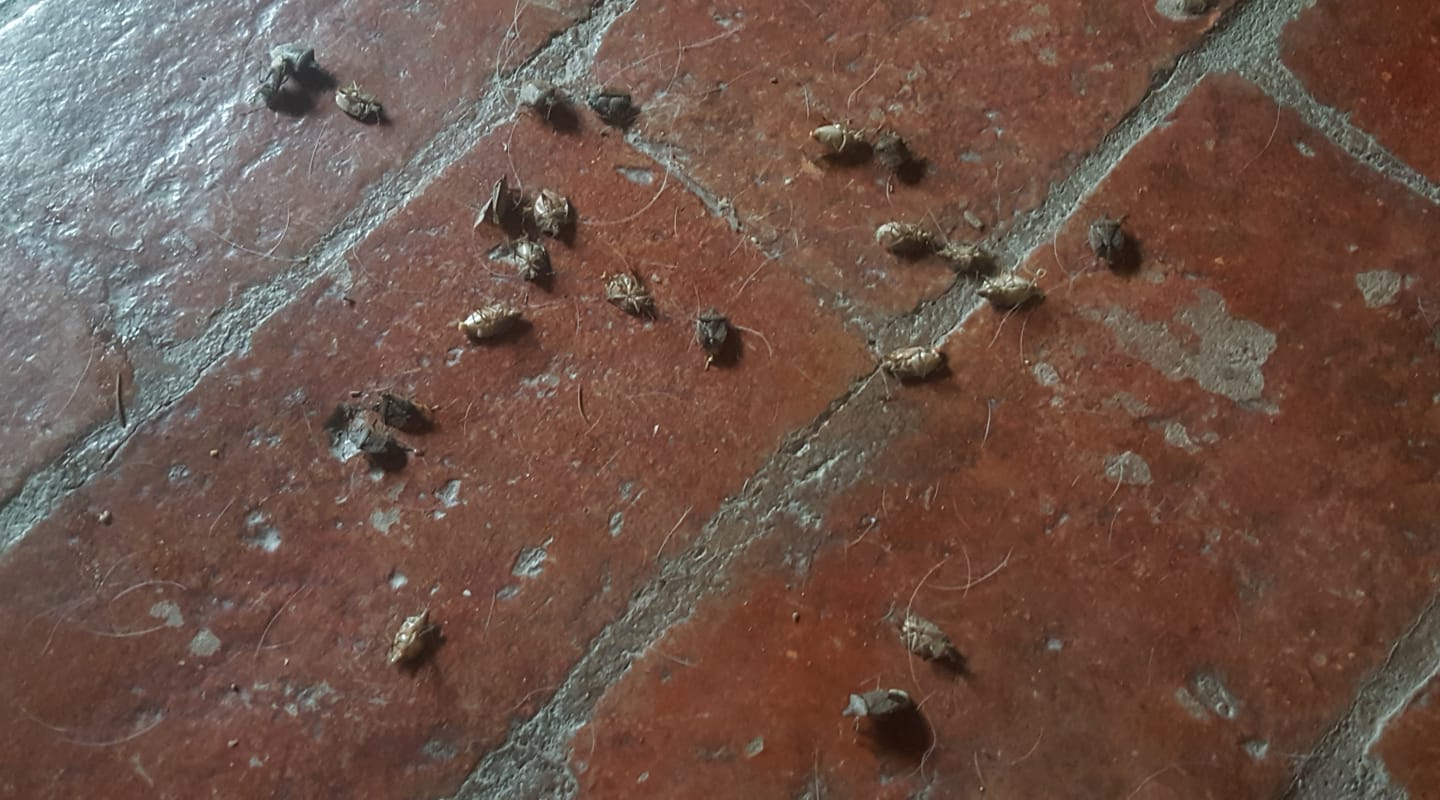 Invasione di formiche con le ali e cimici: a Massarosa è allarme