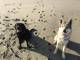“Offesa e minacciata in spiaggia per aver chiesto di mettere il guinzaglio a un cane”: Cristina Baschieri presenta denuncia
