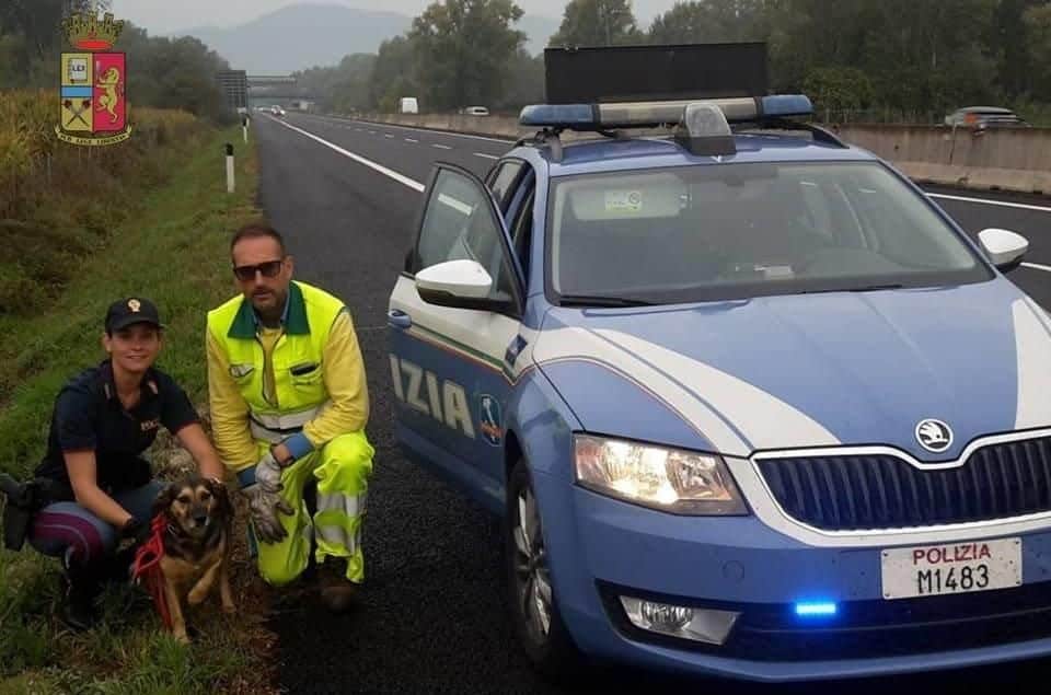 Vaga sulla Firenze Mare, cane salvato vicino al casello di Lucca