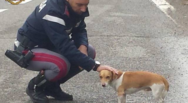 La Polstrada a tutela degli animali: salvato un cane che rischiava di essere travolto