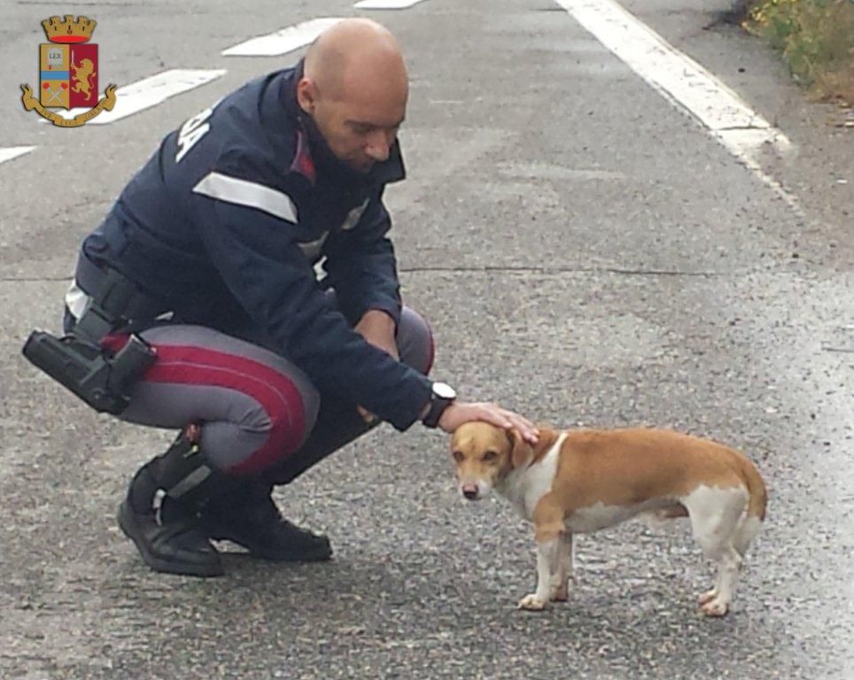 La Polstrada a tutela degli animali: salvato un cane che rischiava di essere travolto