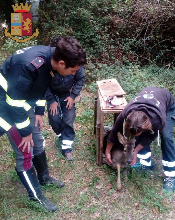 Capriolo ferito sull’Autopalio soccorso dalla Polstrada