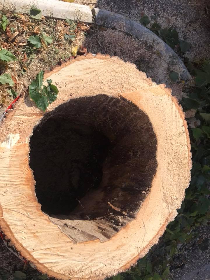 Un albero nuovo al posto di uno malato