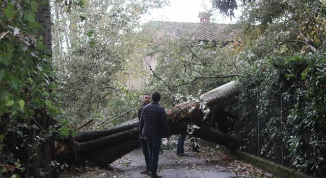 Il vento abbatte alberi anche a Pietrasanta: chiuso il pontile
