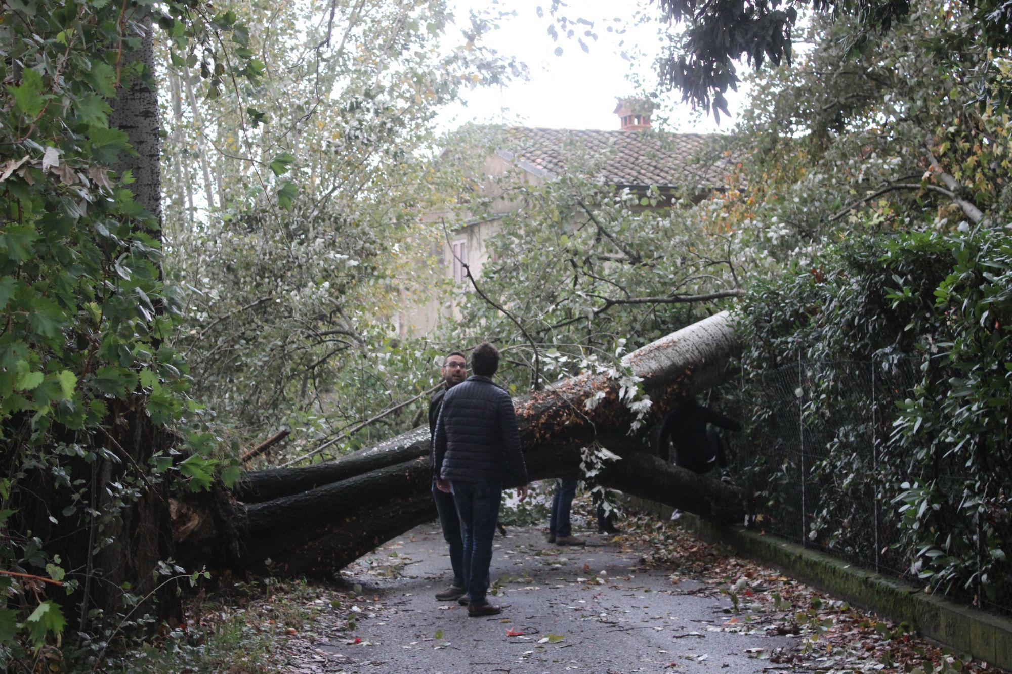 Il vento abbatte alberi anche a Pietrasanta: chiuso il pontile