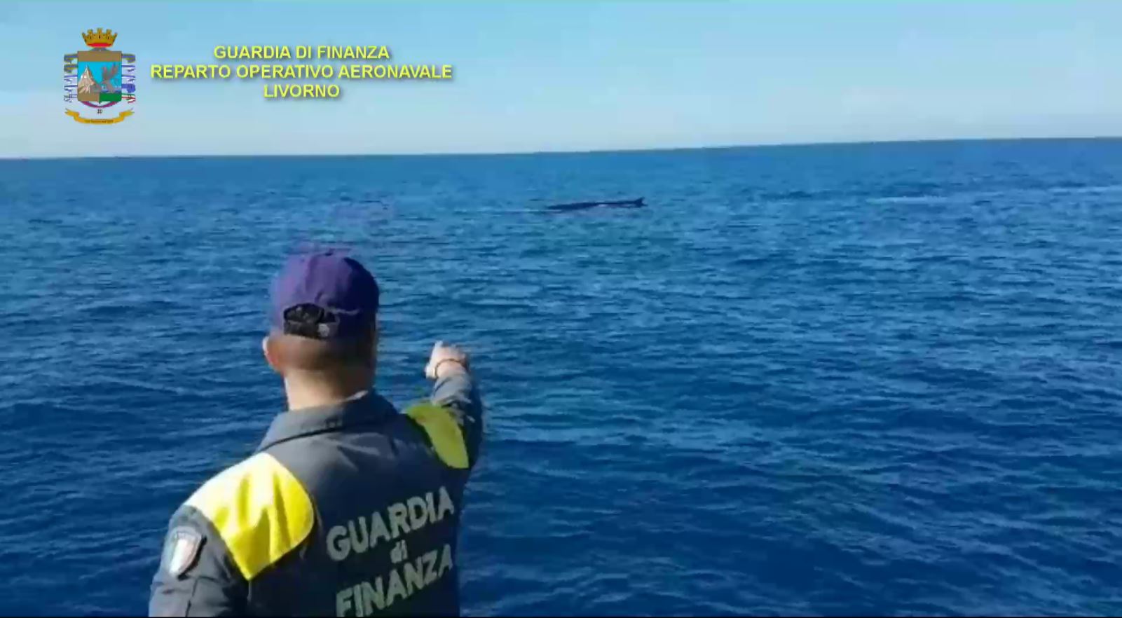 Balenottere in mare,  l’avvistamento all’interno del Santuario dei Cetacei