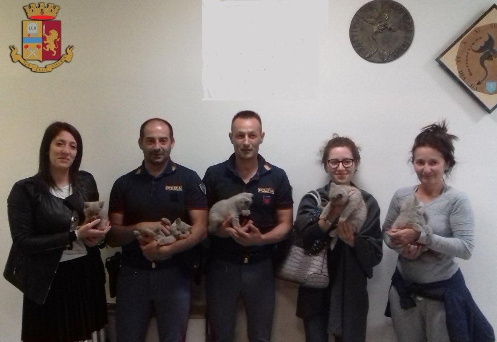 Recuperati in autostrada 8 piccoli mici, denunciati due trafficanti di animali