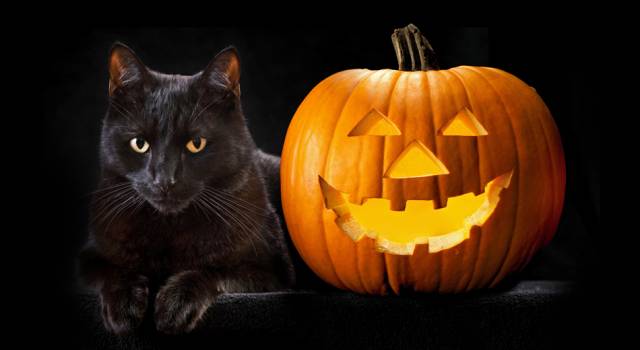 Halloween, gatti neri a rischio. Aidaa: &#8220;I satanisti vogliono sacrificarli e bere il loro sangue&#8221;