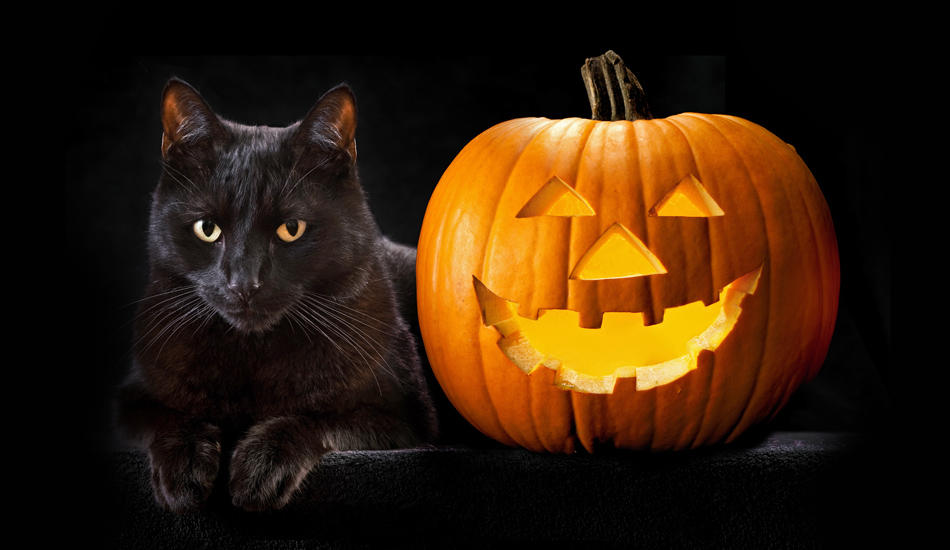 Halloween, gatti neri a rischio. Aidaa: “I satanisti vogliono sacrificarli e bere il loro sangue”