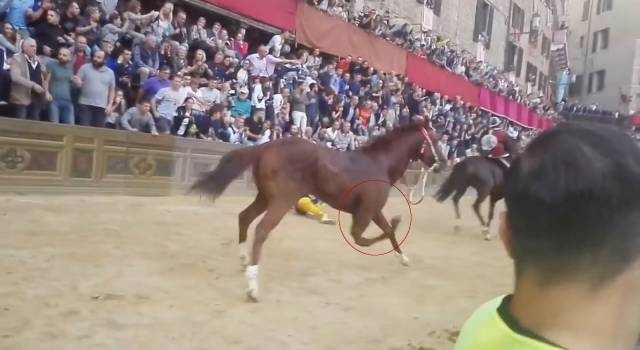 Palio di Siena, animalisti in piazza il 9 dicembre: &#8220;Troppi cavalli morti, sostituiamoli con gli uomini&#8221;