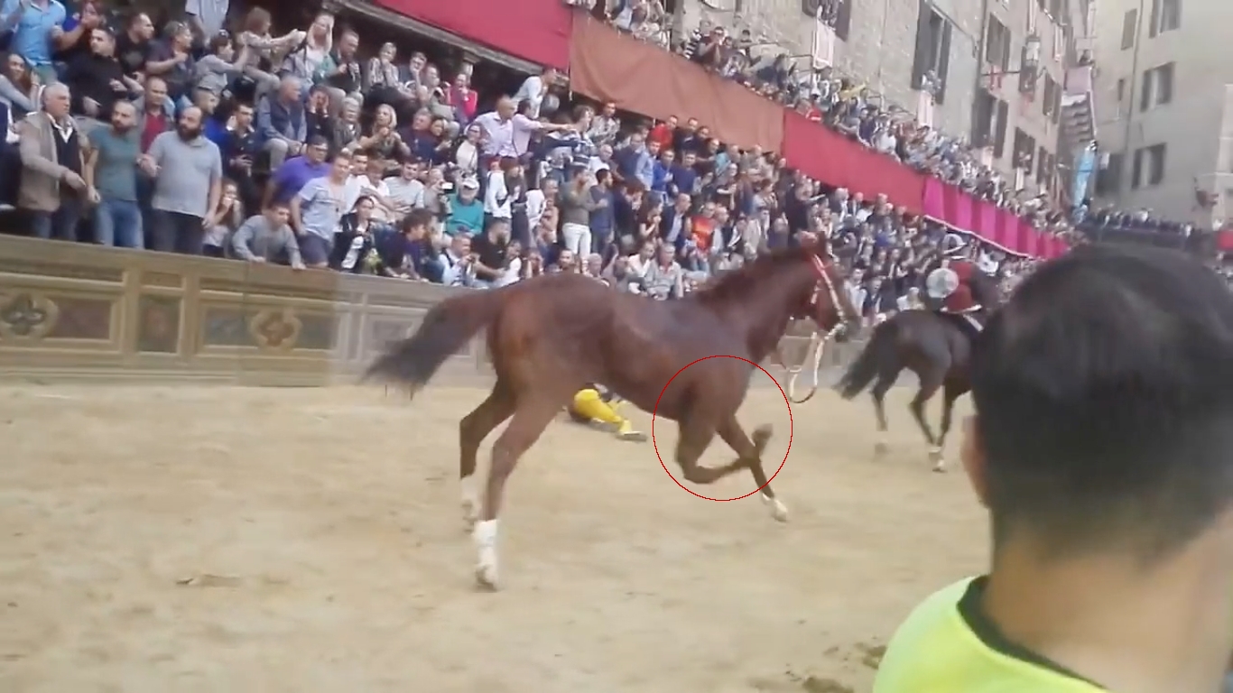 Palio di Siena, animalisti in piazza il 9 dicembre: “Troppi cavalli morti, sostituiamoli con gli uomini”