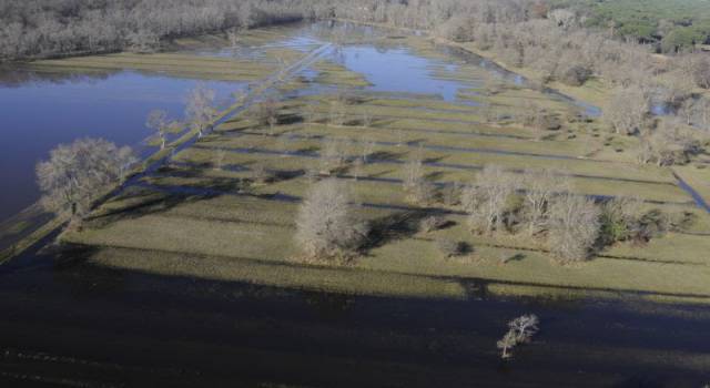 Le bellezze del Parco di San Rossore a Mela Verde